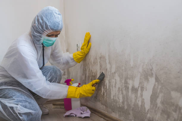 Reliable Hollywood, FL Mold Removal Solutions