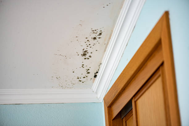 Best Mold Damage Repair  in Hollywood, FL
