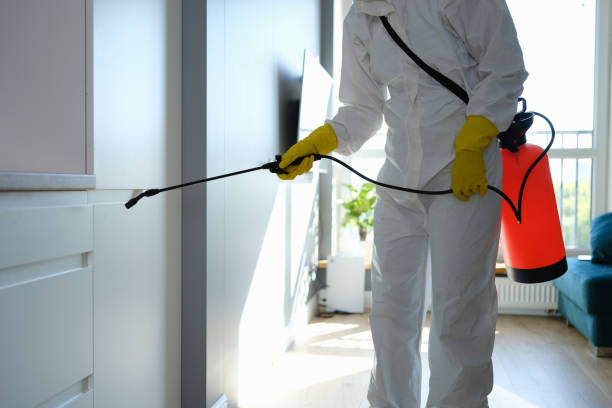 Best Attic Mold Removal  in Hollywood, FL