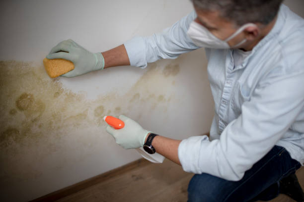 Best Commercial Mold Removal  in Hollywood, FL