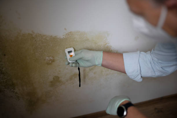 Best Toxic Mold Removal  in Hollywood, FL
