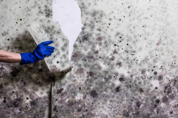 Best Mold Removal Company Near Me  in Hollywood, FL